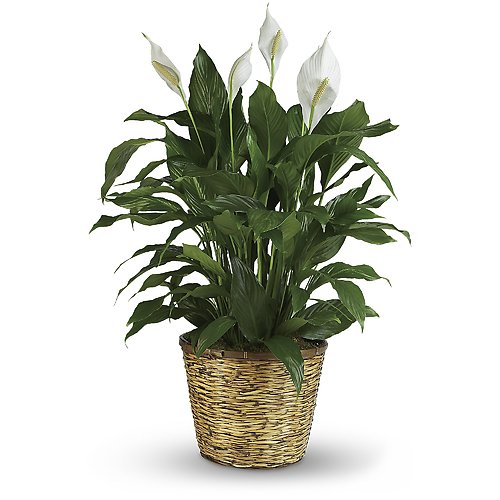 Plants